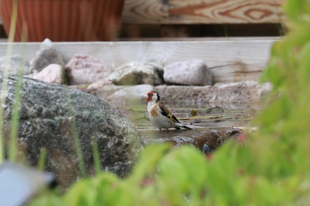 写真 岩の上に座っている鳥