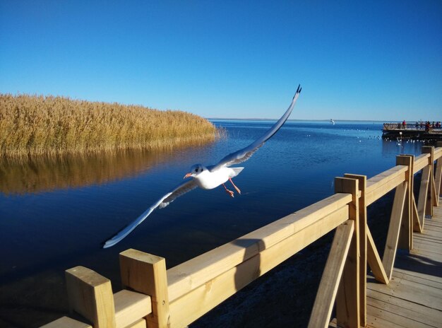 写真 澄んだ青い空の前で岸に座っている鳥