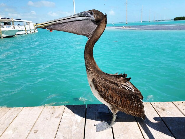 写真 空の向こうの湖の木の上に座っている鳥