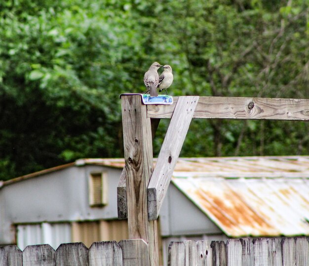 写真 木製のフェンスに座っている鳥