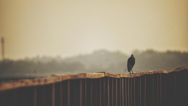 写真 空の向こうの木の柱に座っている鳥