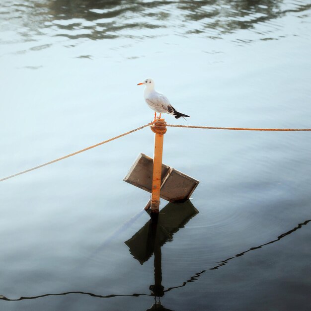 写真 湖の木の柱に座っている鳥