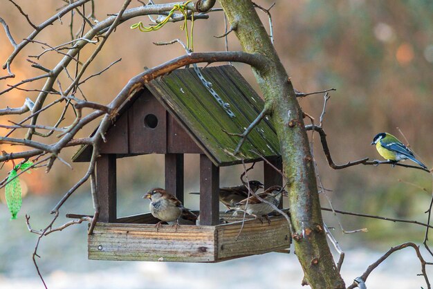 写真 木の柱に座っている鳥