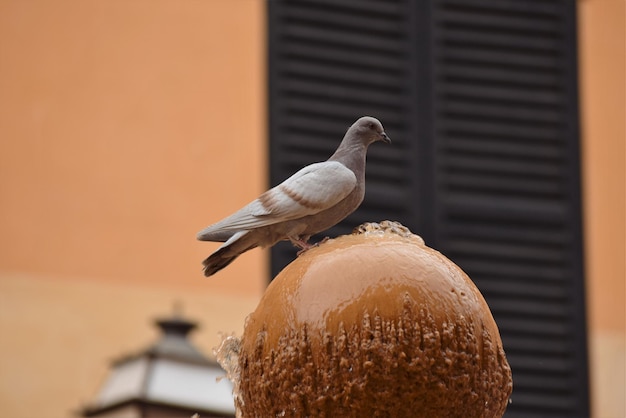 Photo bird perching outdoors