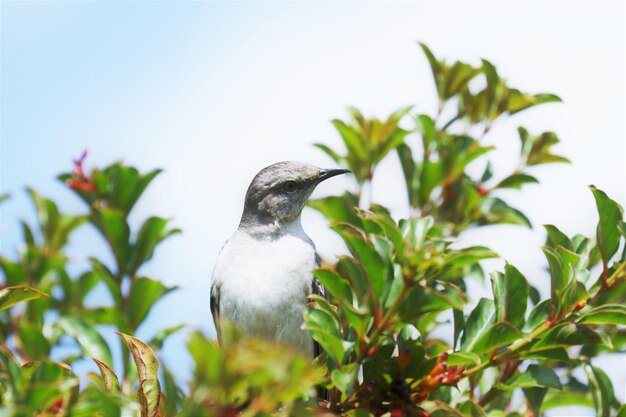 Photo bird perching on a plant