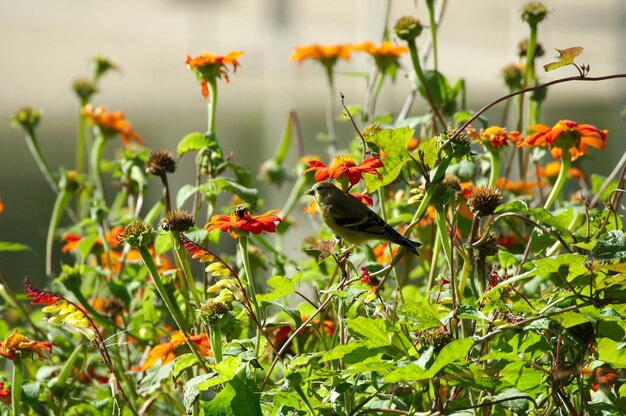 Photo bird perching on plant