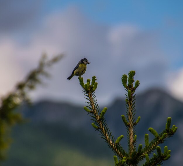 Photo bird perching on a plant