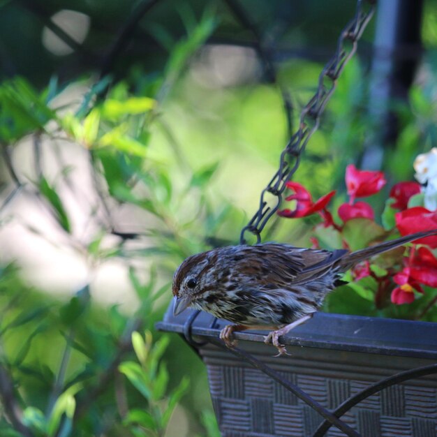 Bird perching on a plant