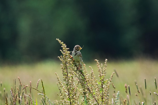 Foto un uccello appollaiato su una pianta