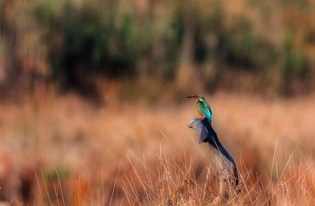 Foto uccello appoggiato su una pianta