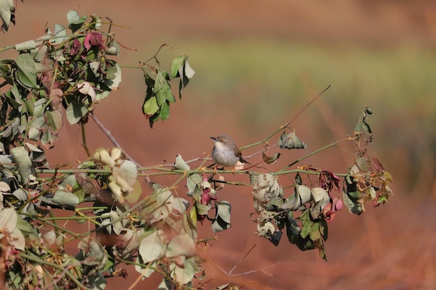 Foto un uccello appoggiato su una pianta