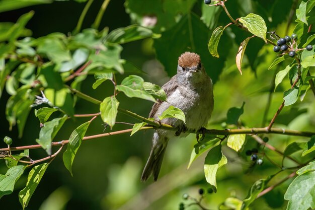 Bird perching on a plant