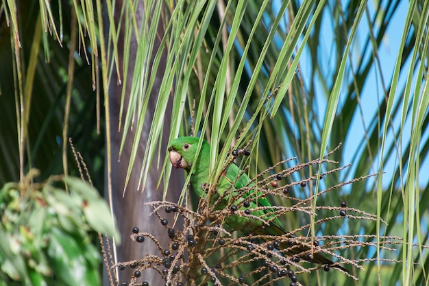 Foto un uccello appollaiato su una pianta