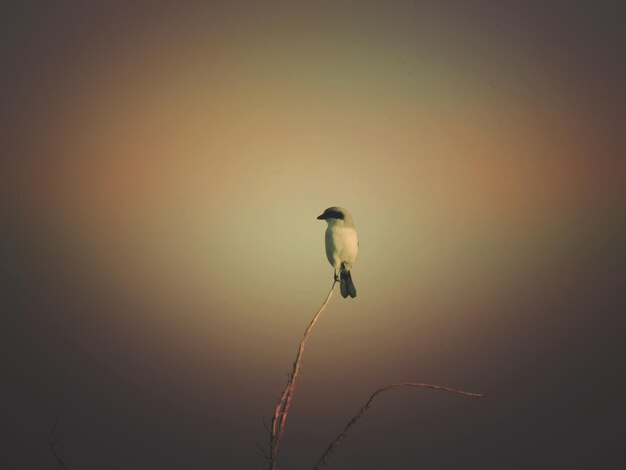 Photo bird perching on a plant