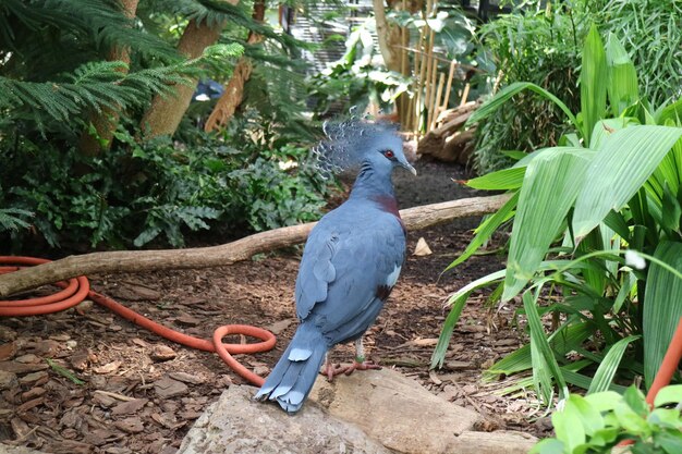 Photo bird perching on plant