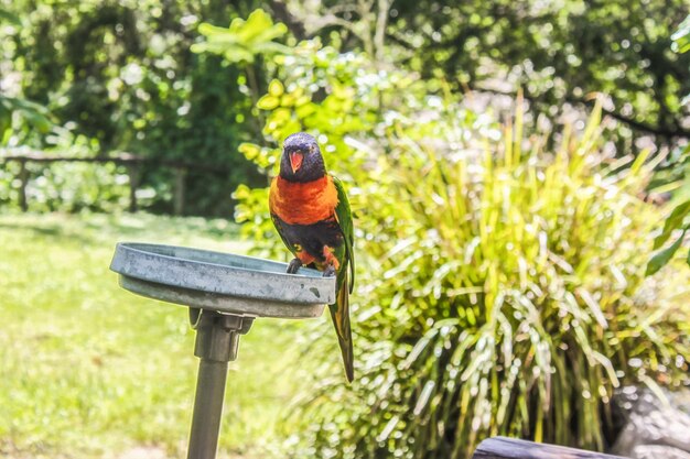 Bird perching on a plant