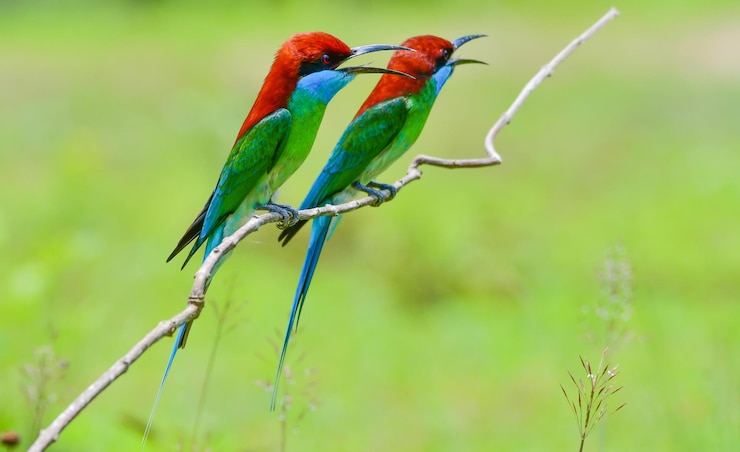 फोटो bird perching on a plant