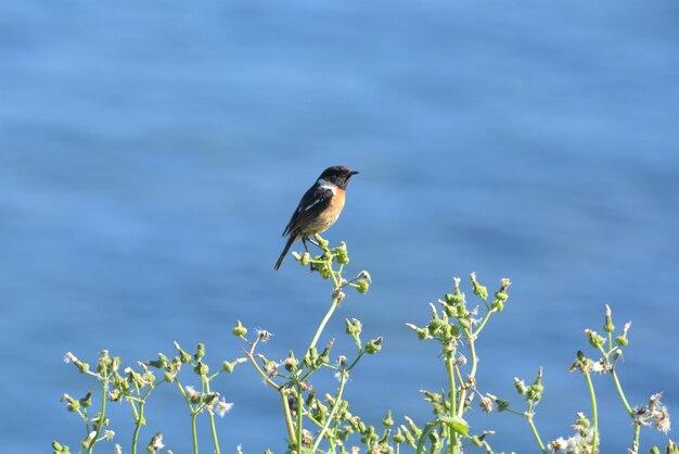 Bird perching on a plant