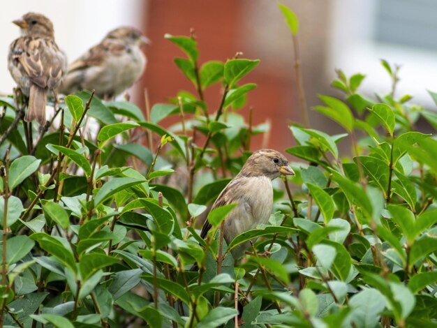 Photo bird perching on a plant