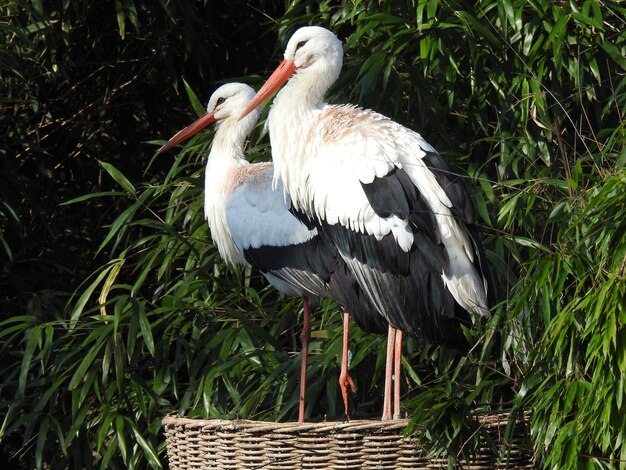 Foto un uccello appoggiato su una pianta