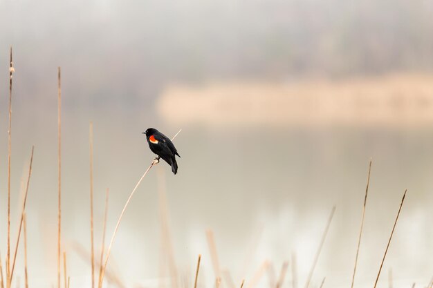 Photo bird perching on plant