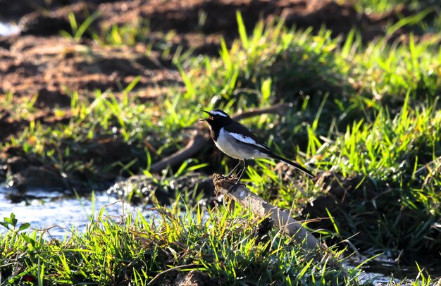 Photo bird perching on plant