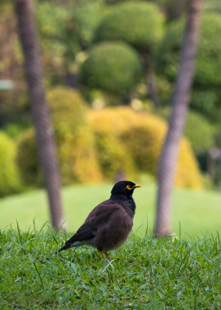 Photo bird perching on plant