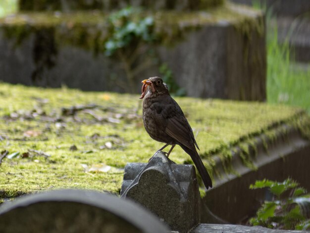 Photo bird perching on a plinth