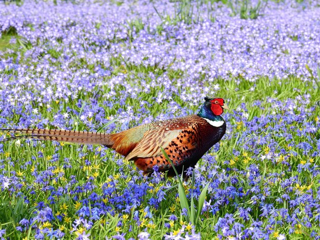 Bird perching on purple flowers