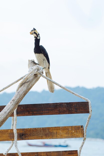 Foto un uccello appoggiato su una ringhiera contro un cielo limpido