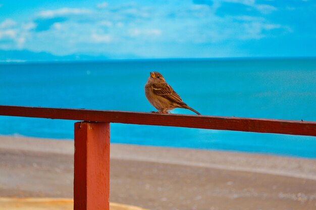 Bird perching on railing against sea