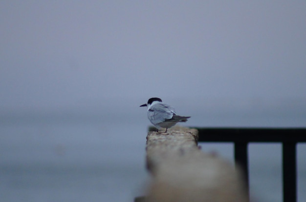 Photo bird perching on railing by lake