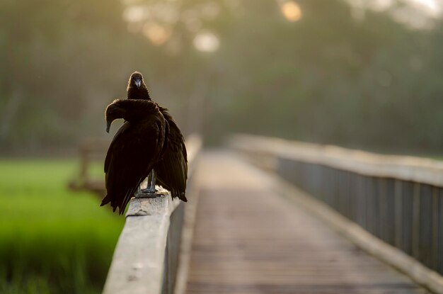 Photo bird perching on railing