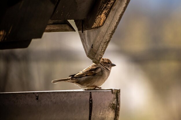 Photo bird perching on railing