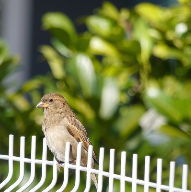 Photo bird perching on a railing