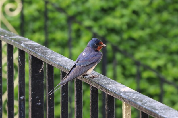 Bird perching on railing