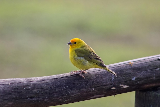 bird perching on railing