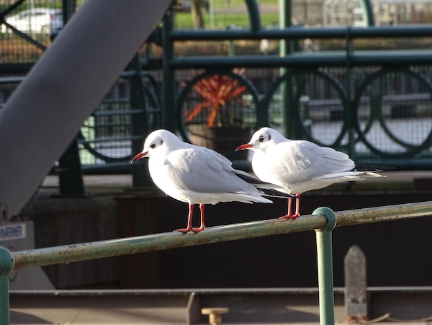 レールに座っている鳥