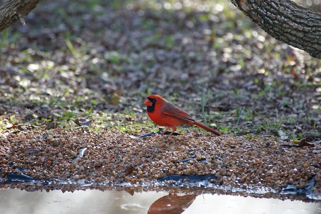 Foto un uccello appoggiato sull'acqua rossa