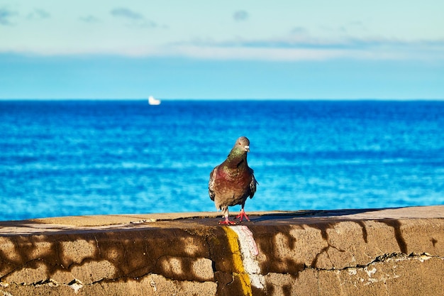 Foto un uccello appoggiato su un muro di sostegno contro il mare