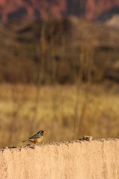 Photo bird perching on retaining wall