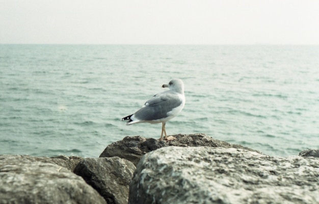 Photo bird perching on rock against sea