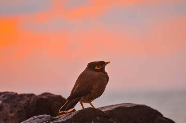 Bird perching on rock against sky during sunset
