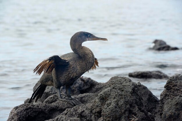 Foto un uccello appollaiato su una roccia vicino al mare