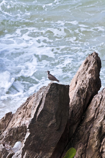 Foto un uccello appoggiato su una roccia vicino al mare