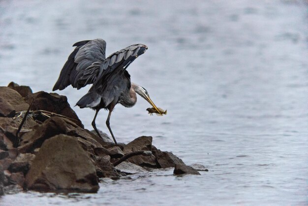 Bird perching on rock by sea