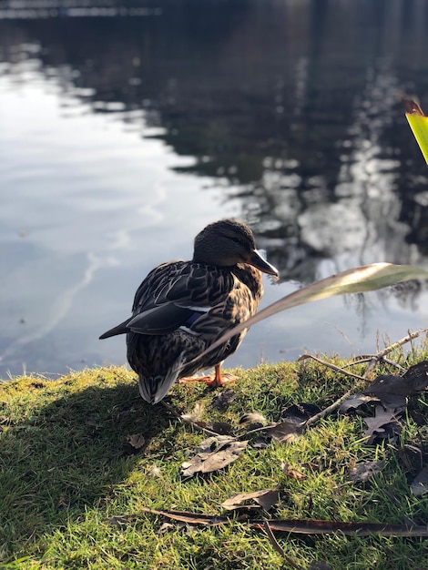 Foto un uccello appollaiato su una roccia sulla riva del lago