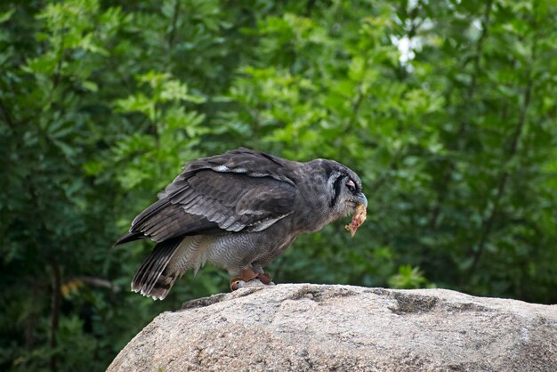 Photo bird perching on rock