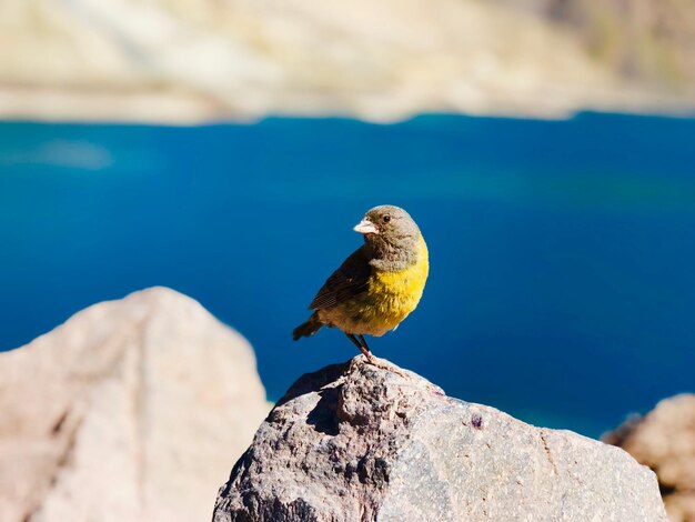 Un uccello appoggiato sulla roccia