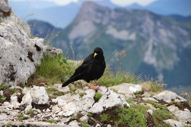 Foto un uccello appoggiato sulla roccia